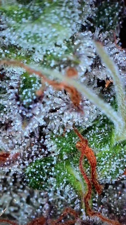 Beuhengelé. Week 15 - 26/12