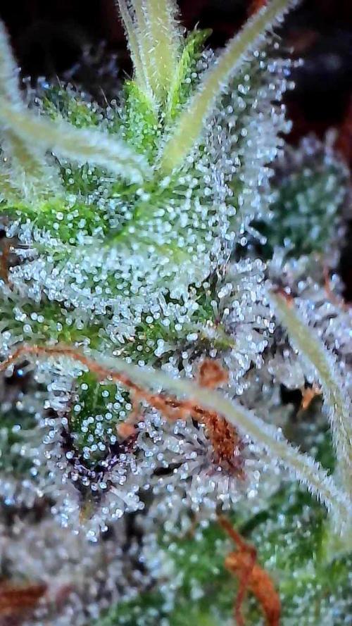 Beuhengelé. Week 15 - 26/12