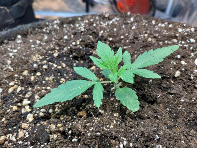 habannon. Week 3 - 20/12