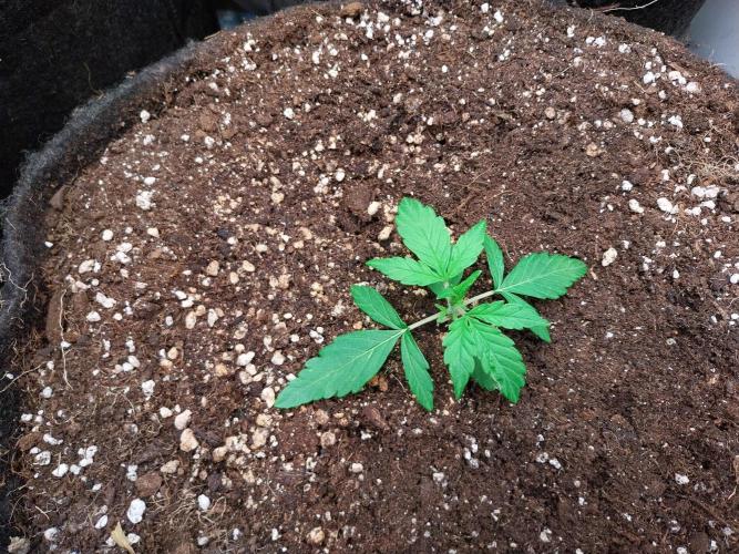 habannon. Week 3 - 21/12