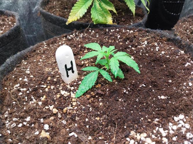 habannon. Week 3 - 22/12