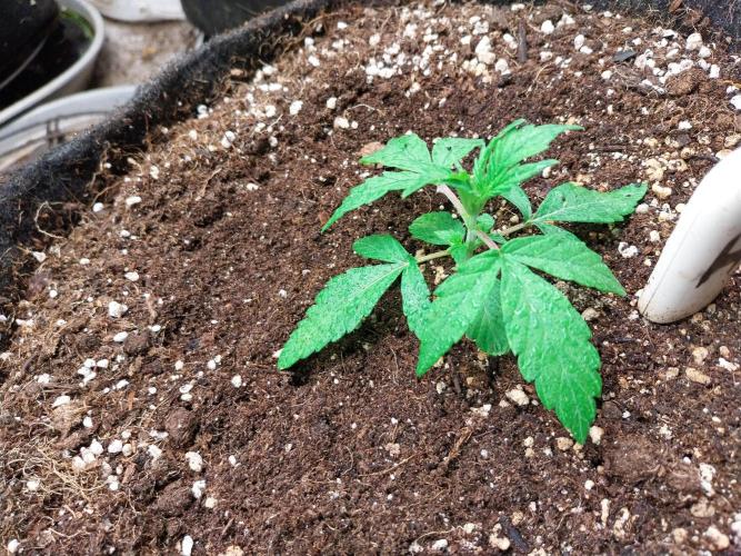 habannon. Week 3 - 23/12