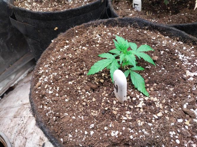 habannon. Week 3 - 24/12