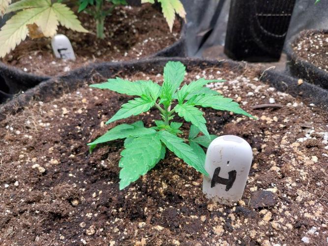 habannon. Week 3 - 25/12