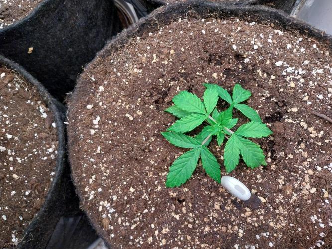 habannon. Week 3 - 26/12 