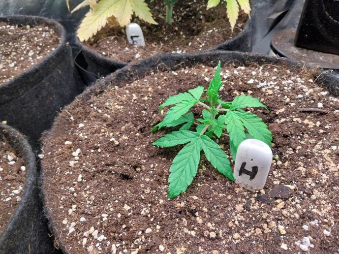 habannon. Week 3 - 26/12 