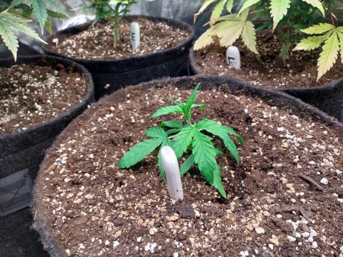 habannon. Week 3 - 26/12 