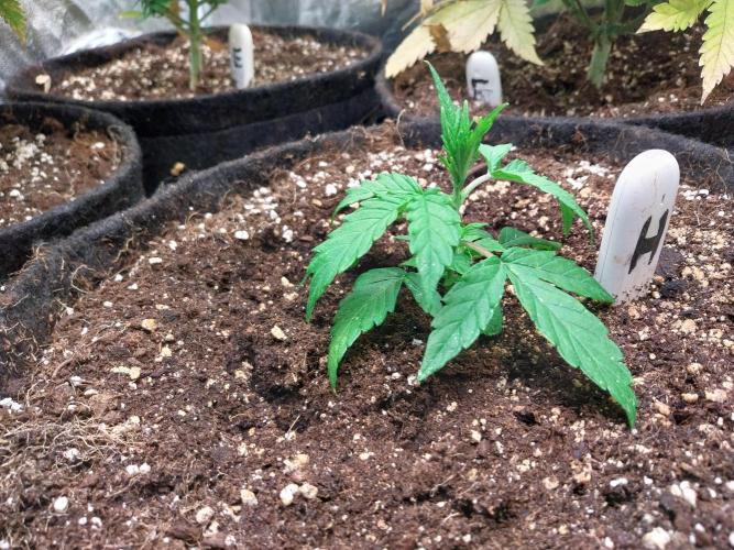 habannon. Week 3 - 26/12 