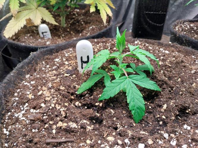 habannon. Week 3 - 26/12 