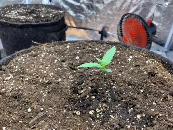 Testelabeu. Week 1 - 21/12