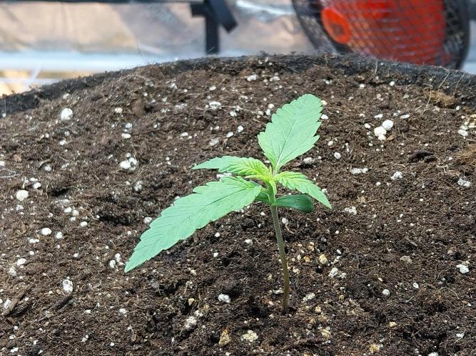 Testelabeu. Week 1 - 22/12