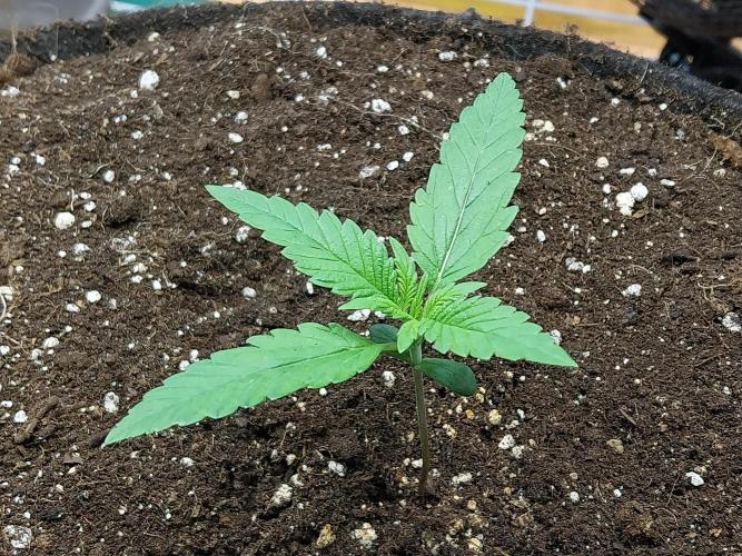 Testelabeu. Week 1 - 24/12