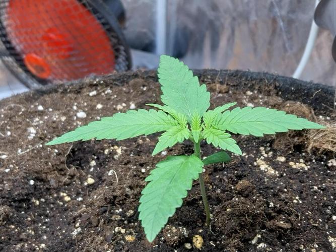 Testelabeu. Week 1 - 25/12