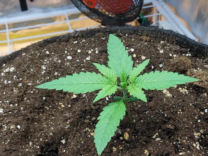 Testelabeu. Week 1 - 26/12