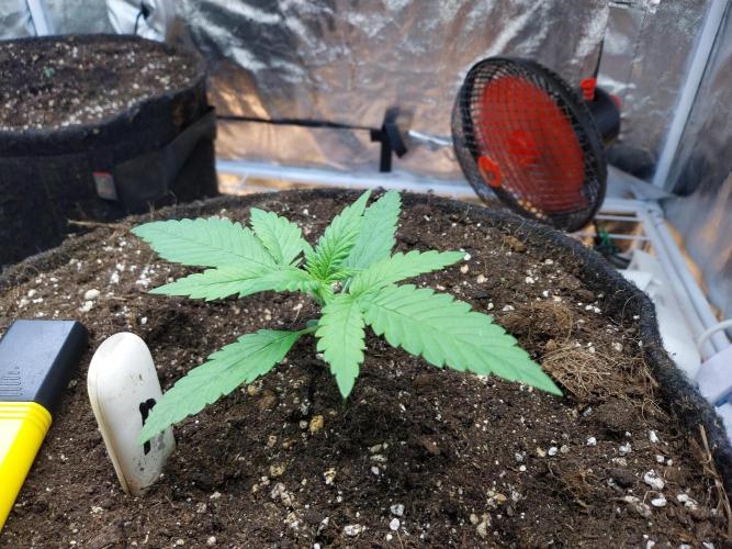 Testelabeu. Week 1 - 27/12