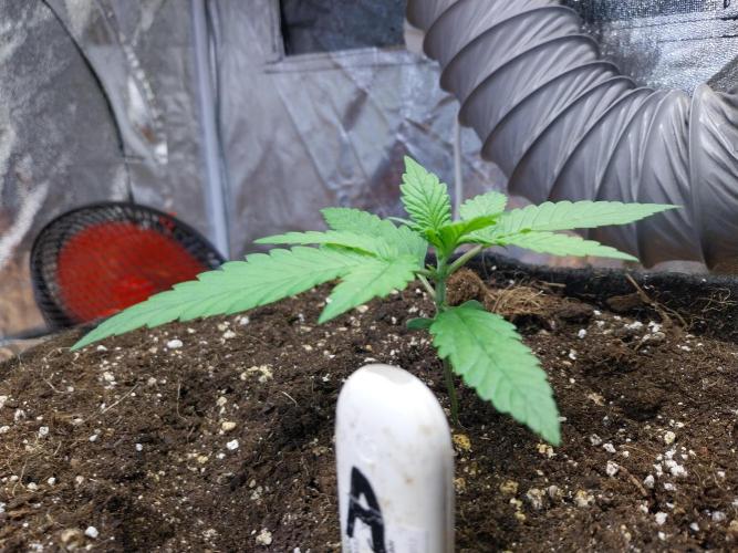 Testelabeu. Week 1 - 27/12