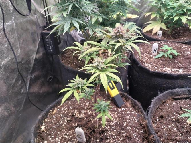 Poudraufou. Week 13 - 22/12