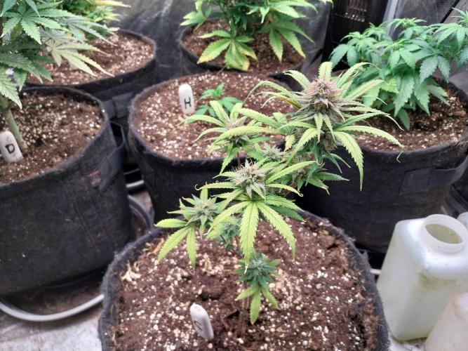 Poudraufou. Week 13 - 23/12