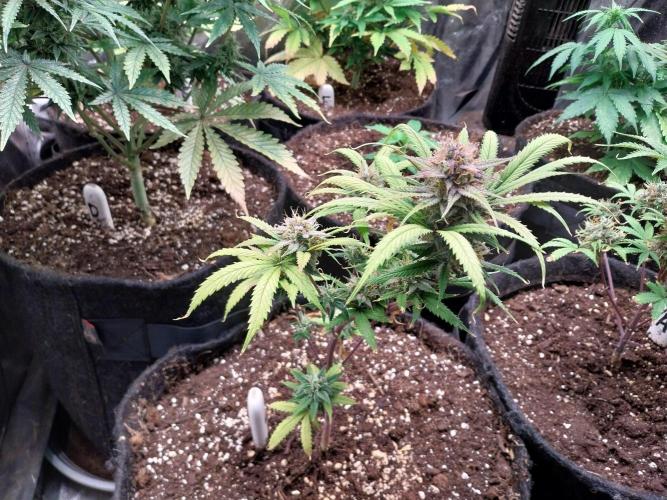 Poudraufou. Week 13 - 25/12