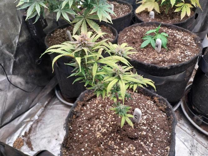 Poudraufou. Week 13 - 26/12