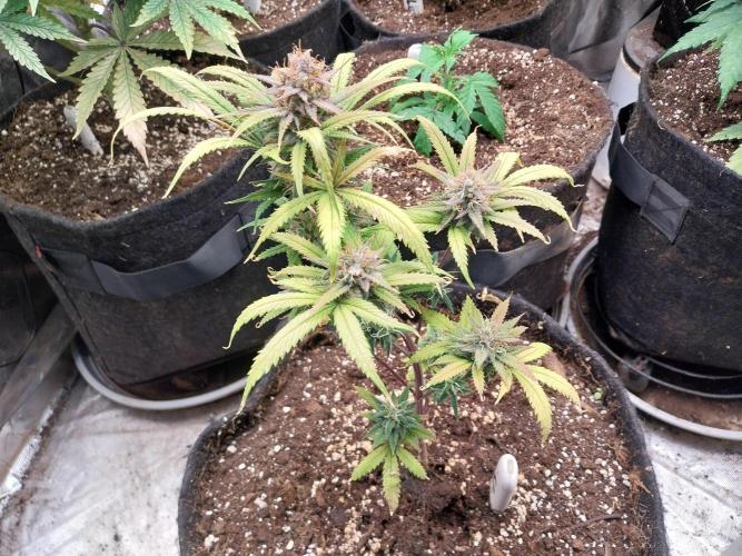 Poudraufou. Week 13 - 27/12