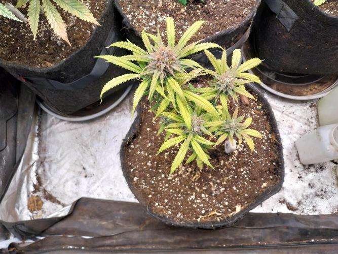 Poudraufou. Week 13 - 28/12 