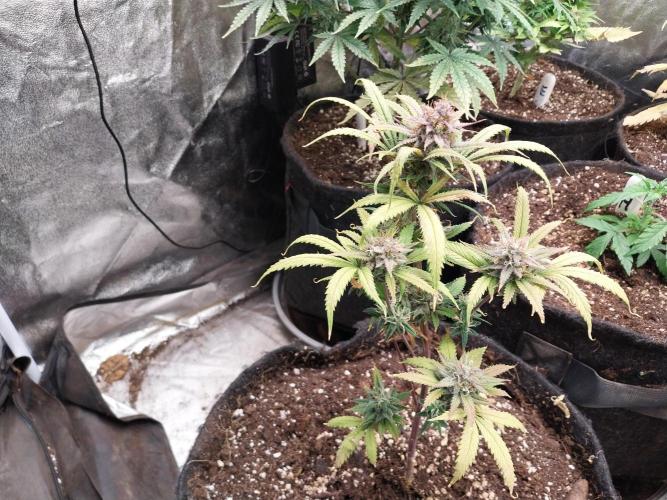 Poudraufou. Week 13 - 28/12 