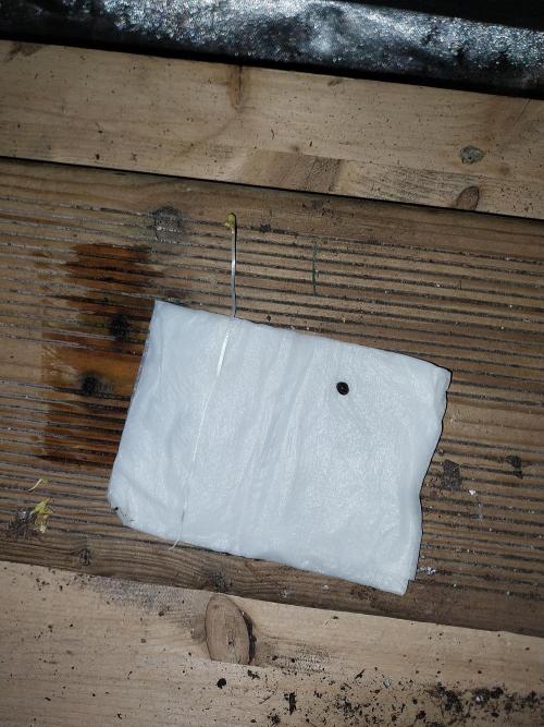 astéroweed. Week 0 - 22/12 