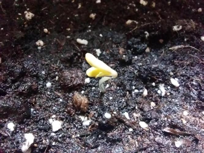 astéroweed. Week 0 - 22/12