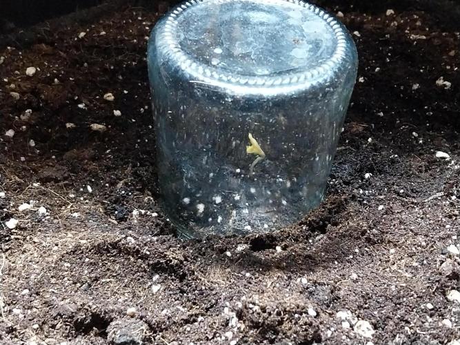 astéroweed. Week 0 - 22/12