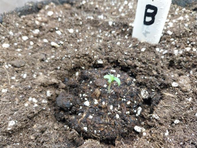 astéroweed. Week 0 - 23/12 