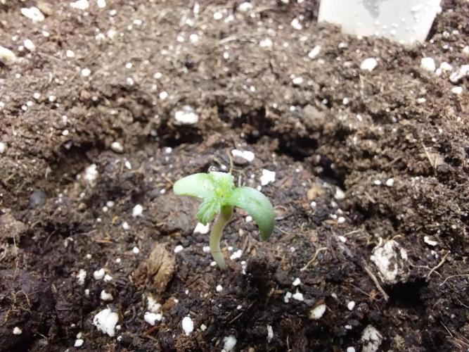 astéroweed. Week 0 - 23/12