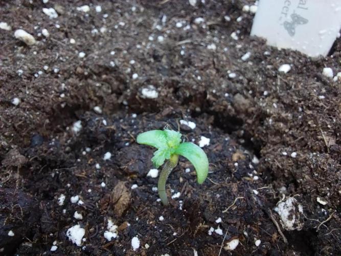 astéroweed. Week 0 - 23/12