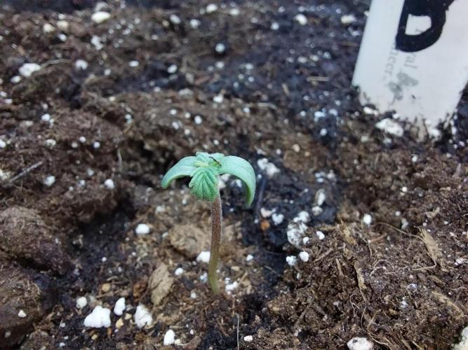 astéroweed. Week 0 - 24/12