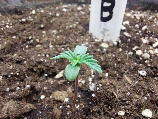 astéroweed. Week 0 - 25/12