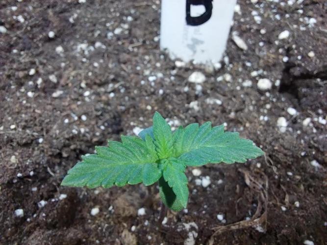 astéroweed. Week 0 - 27/12