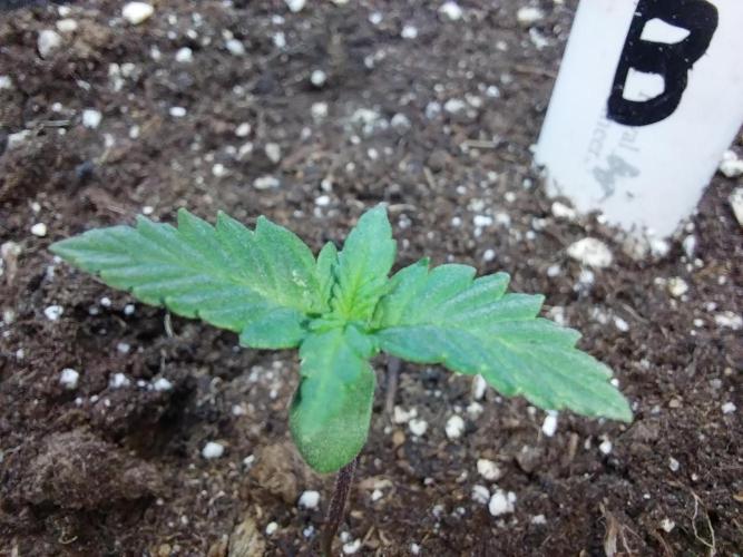 astéroweed. Week 0 - 28/12