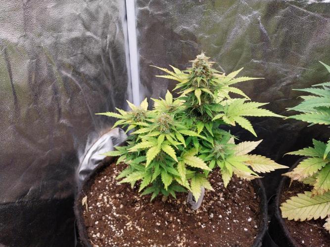 Blanchette. Week 10 - 24/12