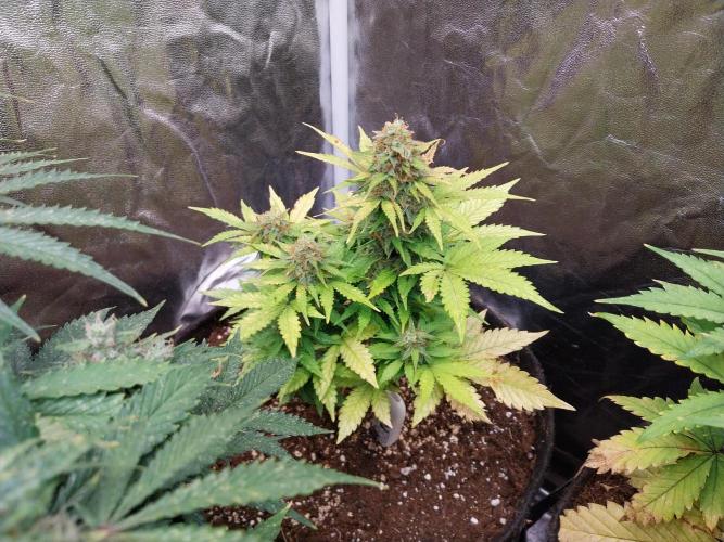 Blanchette. Week 10 - 25/12