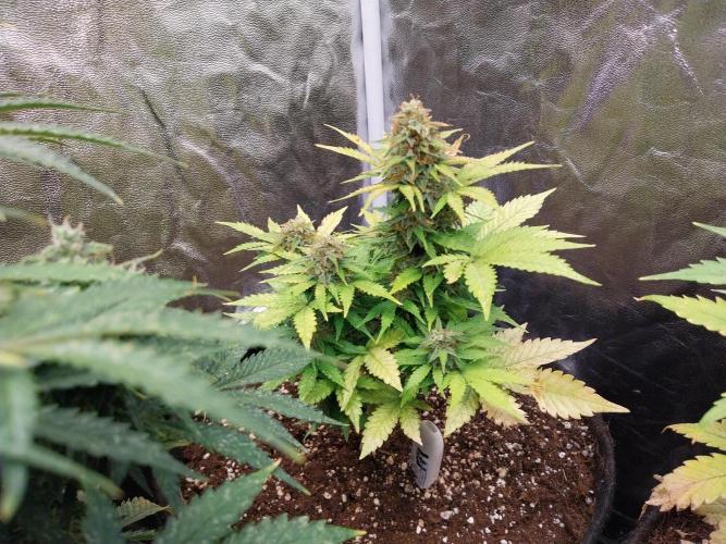 Blanchette. Week 10 - 26/12