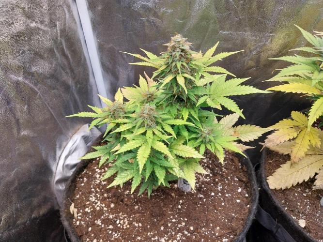 Blanchette. Week 10 - 27/12