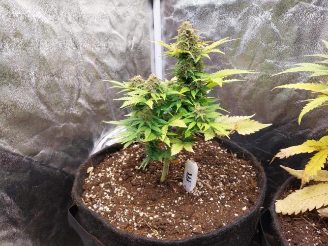 Blanchette. Week 10 - 28/12