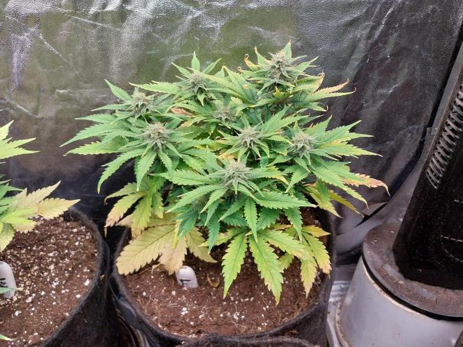 Pierrette de la lune 2. Week 9 - 25/12