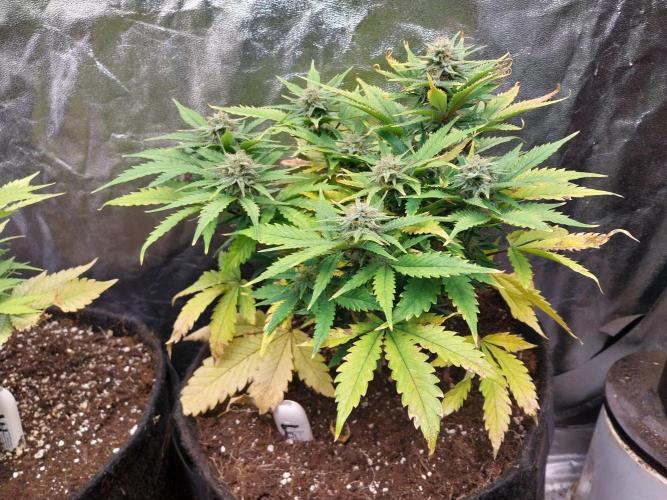 Pierrette de la lune 2. Week 9 - 26/12