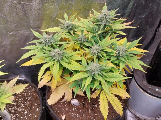 Pierrette de la lune 2. Week 9 - 27/12