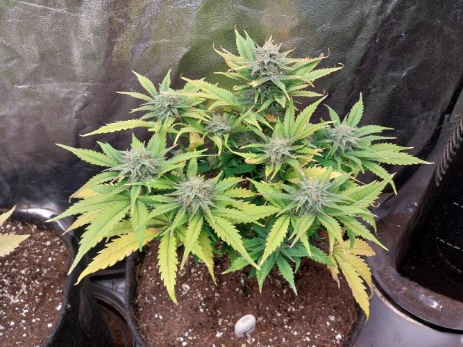 Pierrette de la lune 2. Week 9 - 28/12