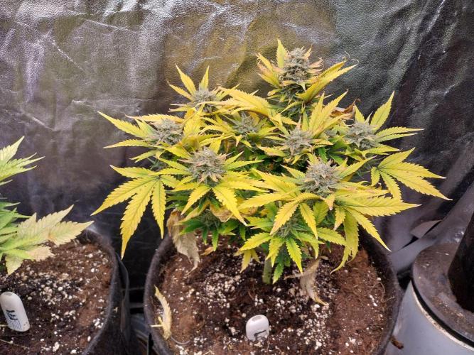 Pierrette de la lune 2. Week 9 - 06/01