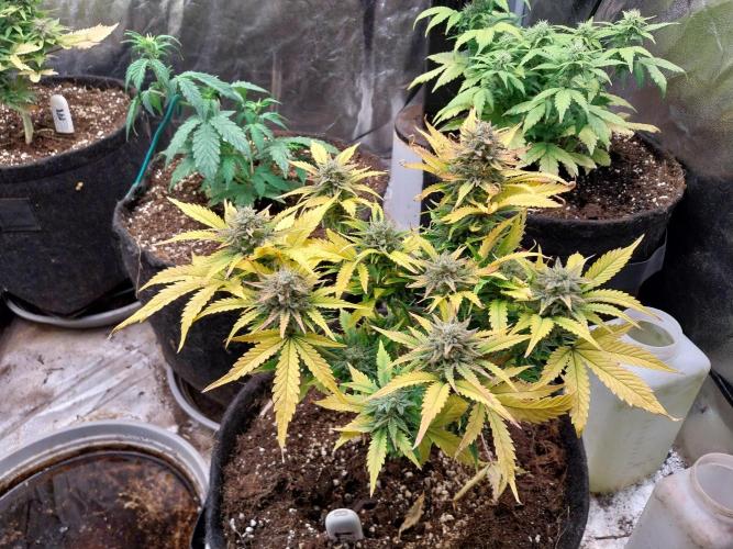 Pierrette de la lune 2. Week 9 - 07/01 