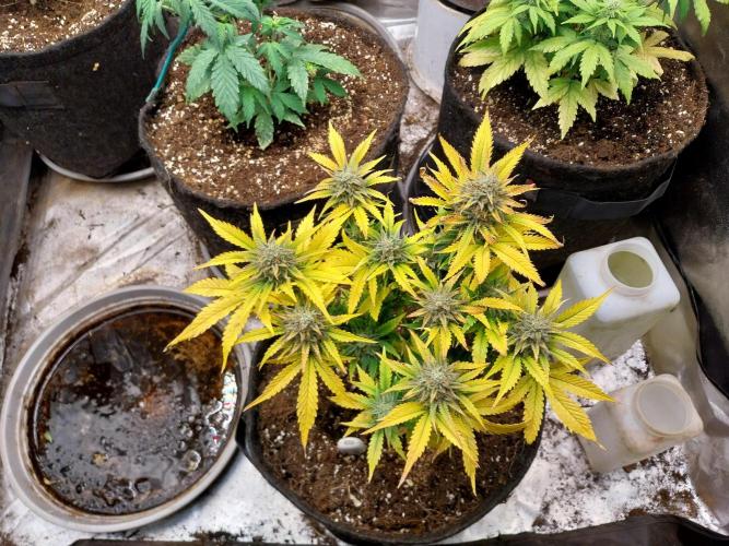 Pierrette de la lune 2. Week 9 - 07/01