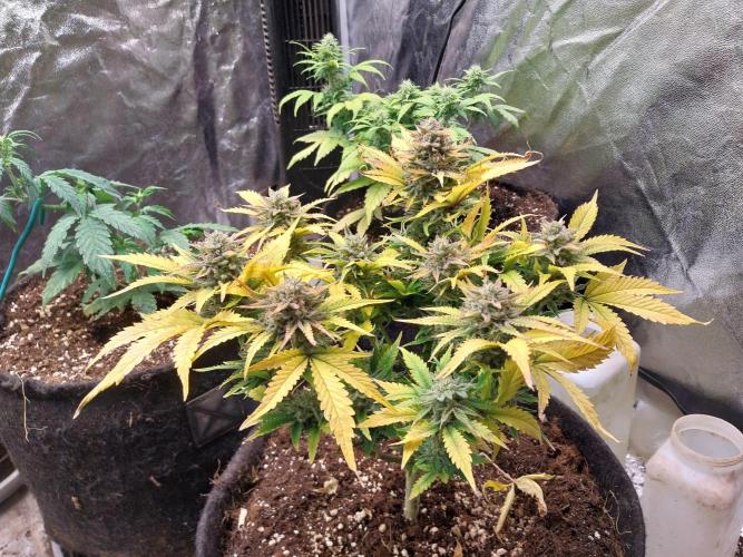 Pierrette de la lune 2. Week 9 - 07/01